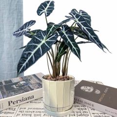 小仙女防辐射观叶植物北欧风净化空气阳台水培简单易养