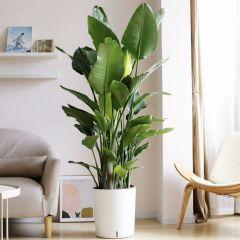 天堂鸟绿植大型植物办公室客厅摆放净化北欧甲醛四季室内高档镇宅